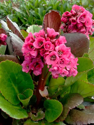 Link to Bergenia Vintage&#153; Pink