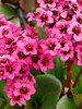 Bergenia Vintage Pink