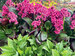 Bergenia Vintage Pink