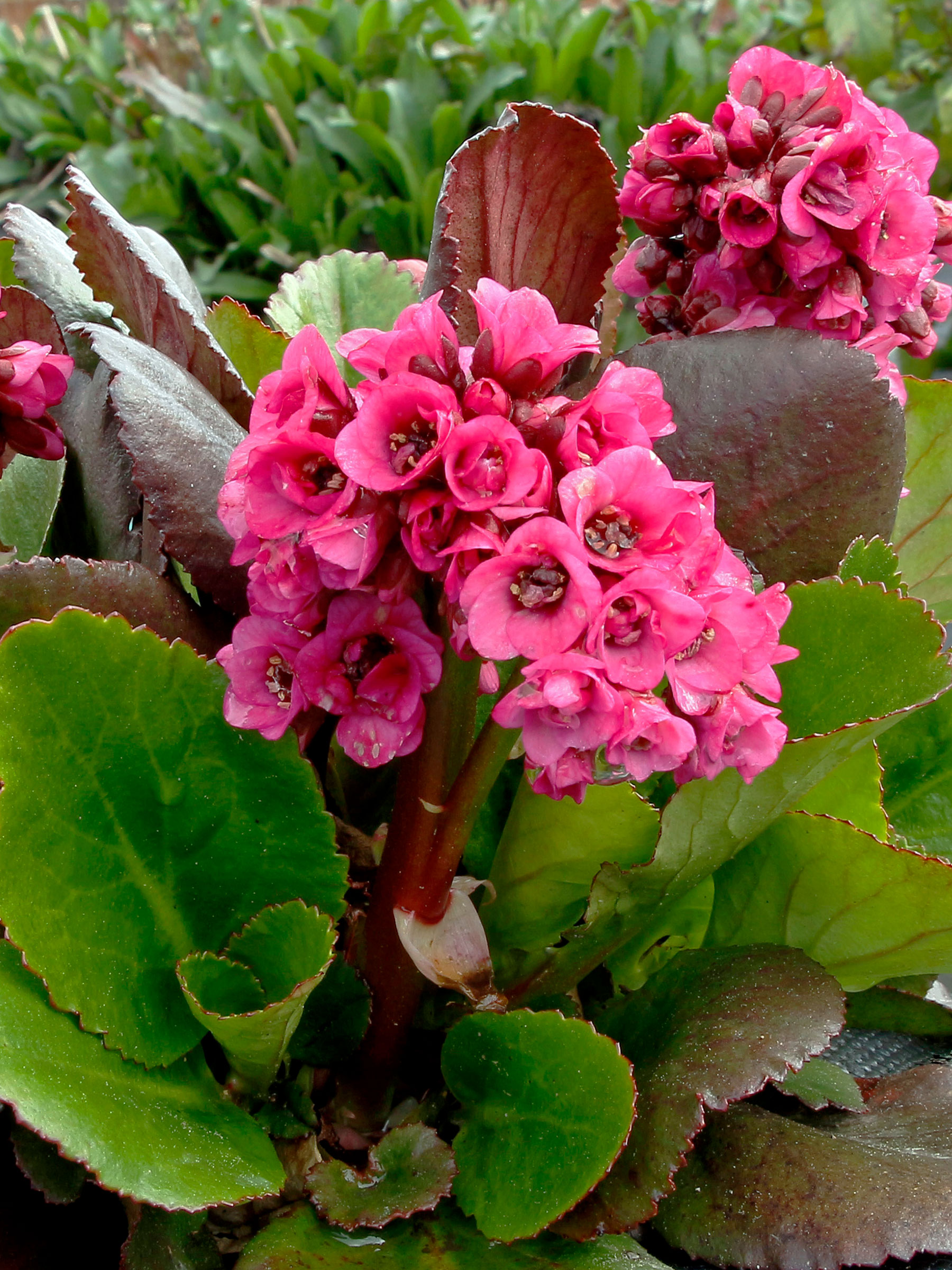 Bergenia Vintage Pink | Bluestone Perennials