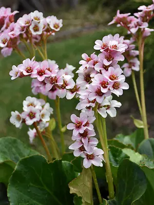 Link to Bergenia Peppermint Patty