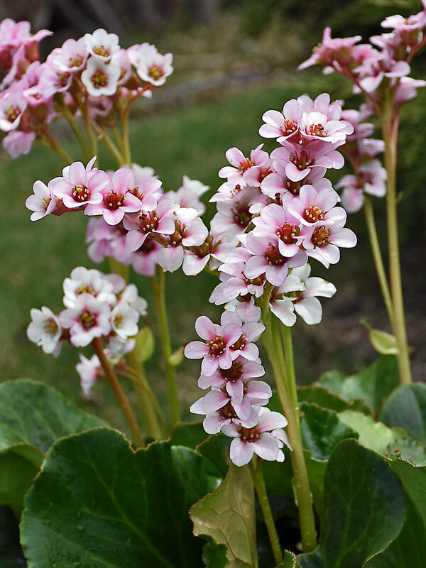 Bergenia Peppermint Patty