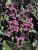 Bergenia Red-Beauty
