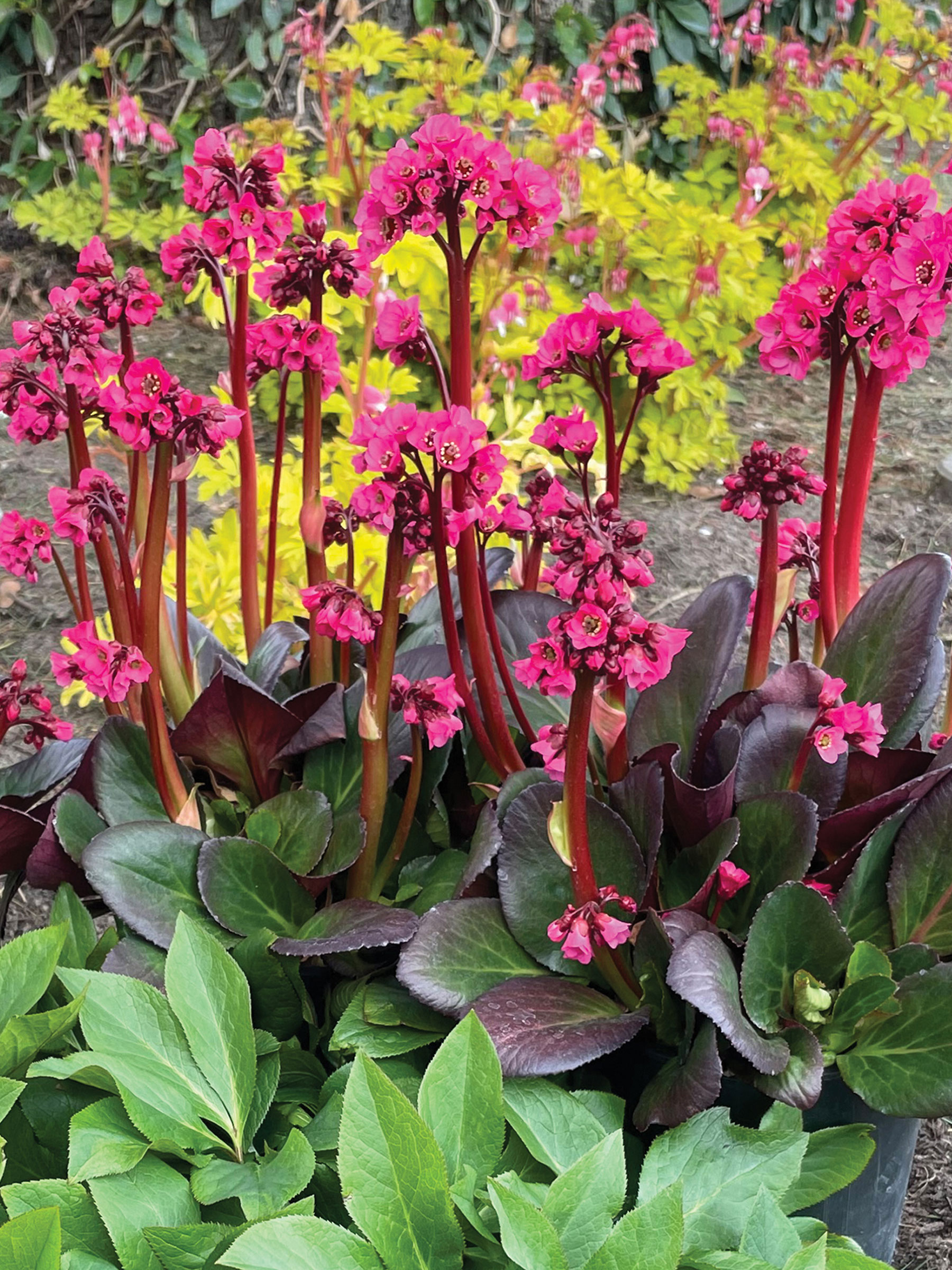 purple hyacinth plant Hyacinthus Hyacinth Purple 'Splendid Cornelia'