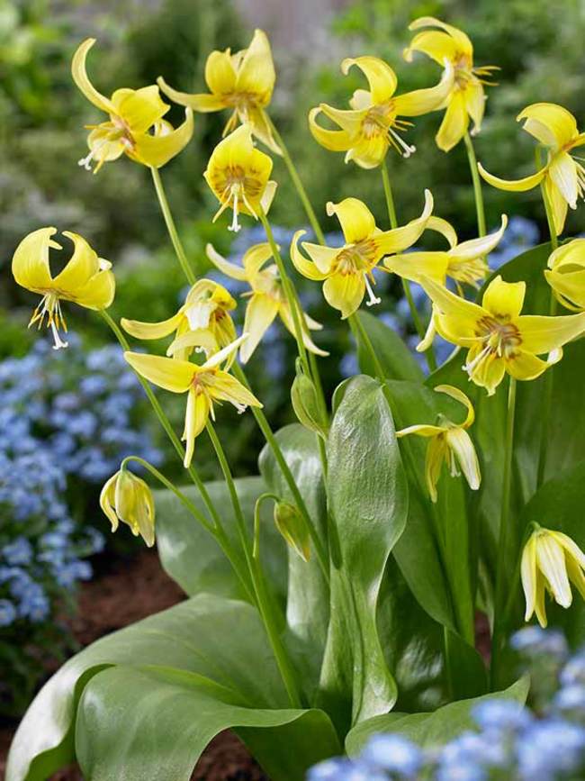 Erythronium Pagoda