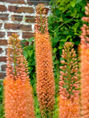 Link to Eremurus Pinokkio