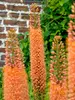 Eremurus Pinokkio