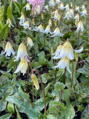 Link to Erythronium White Beauty