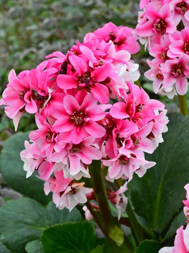 Bergenia Sakura