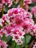 Bergenia Sakura