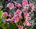 Bergenia Sakura