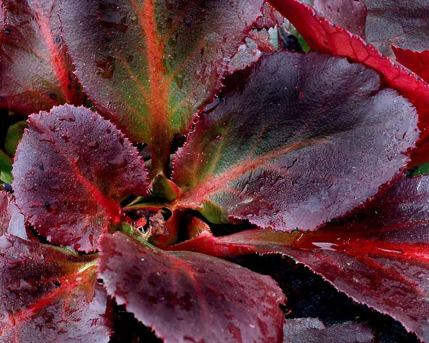 Bergenia Dragonfly Sakura Bluestone Perennials