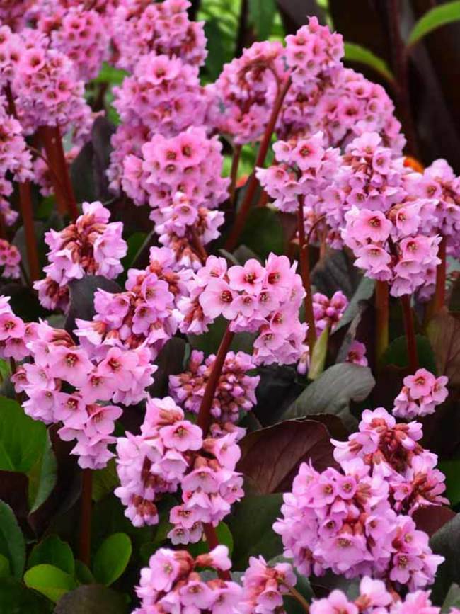 Bergenia Spring Fling