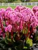 Bergenia Spring Fling