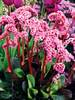 Bergenia Spring Fling