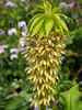 Eucomis Bicolor