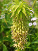 Eucomis Bicolor