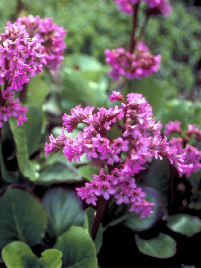 Bergenia Winterglow |