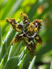 Ferraria Crispa