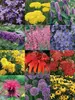 Butterfly Garden
