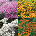 Deluxe Butterfly Garden