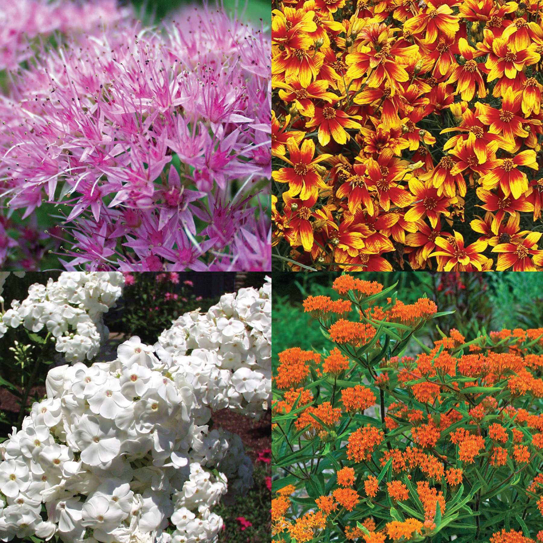 Full Sun Perennial Butterfly Garden How To Create An Enchanting