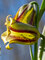 Frittillaria Acmopetala