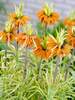 Fritillaria Aueromarginata