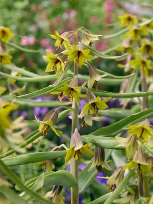 Link to Fritillaria Green Eyes