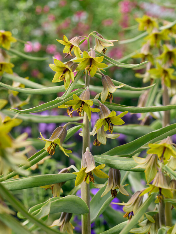 Fritillaria Green Eyes