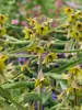 Fritillaria Green Eyes