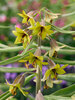 Fritillaria Green Eyes