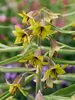 Fritillaria Green Eyes