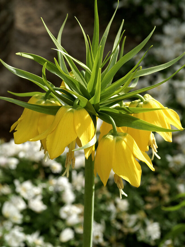 Fritillaria imperialis-lutea