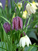 Fritillaria Meleagris Mixed