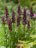 Fritillaria Purple Dynamite