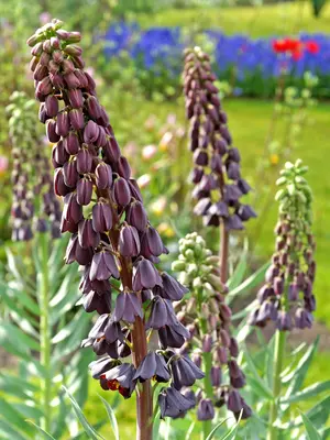 Link to Fritillaria Persica