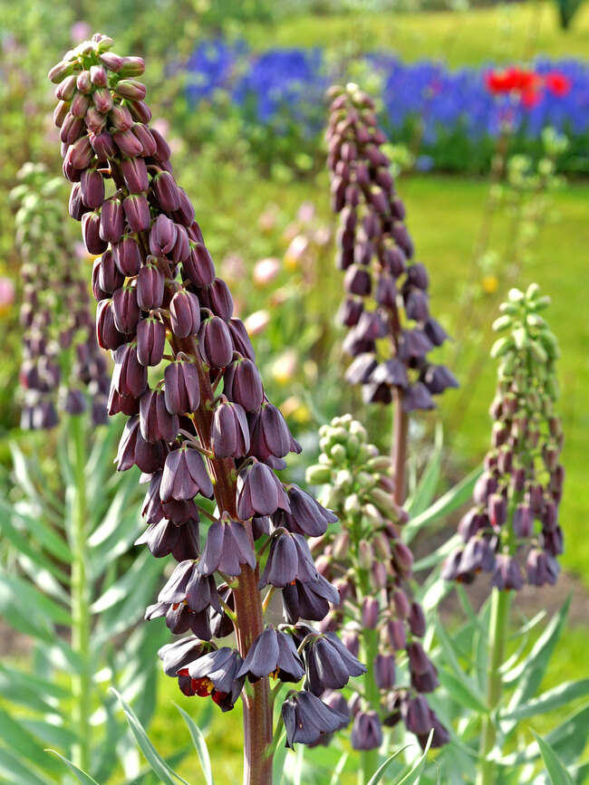 Fritillaria persica