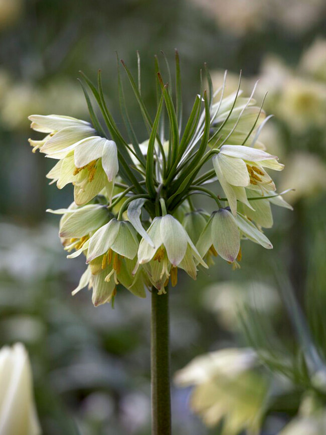 Fritillaria Raddeana