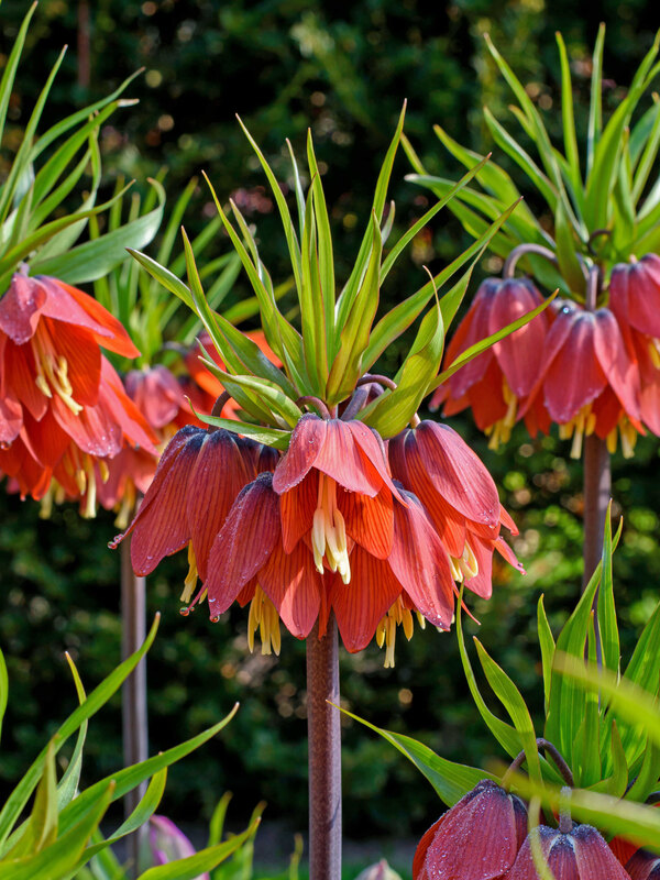 Fritillaria Red Beauty