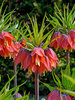 Fritillaria Red Beauty