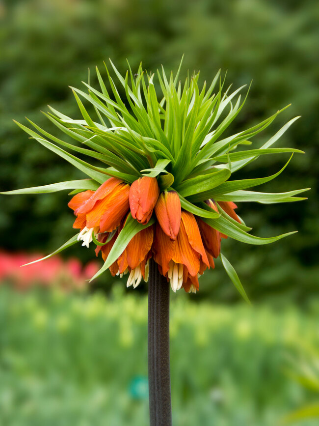 Fritillaria imperialis-rubra