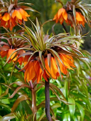 Link to Fritillaria Sunset