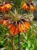 Fritillaria Sunset