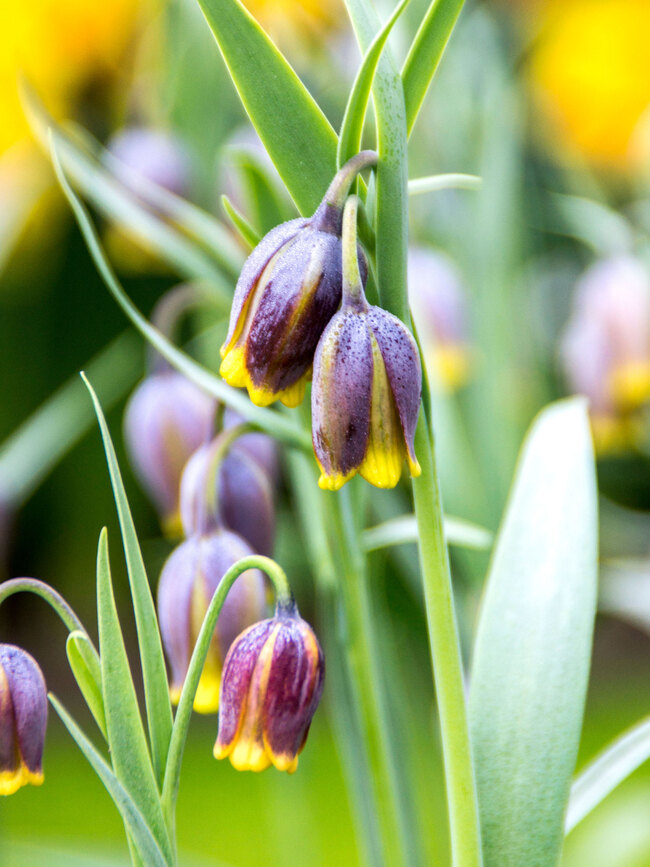 Frittillaria Uva Vulpis