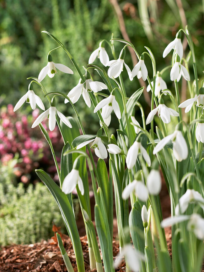 Galanthus Elwesii