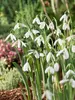 Galanthus Elwesii