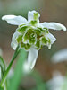 Galanthus flore-pleno Snowdrop