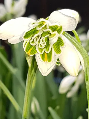 Link to Galanthus Hippolyta