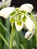 Galanthus Nivalis Hippolyta